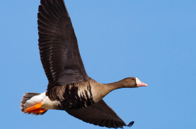 Greater White-fronted Goose