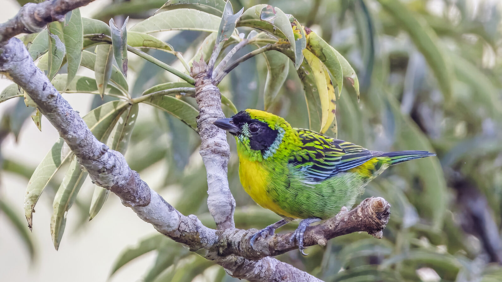 Green-and-gold Tanager