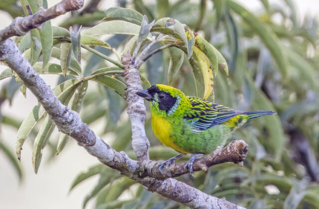 Green-and-gold Tanager