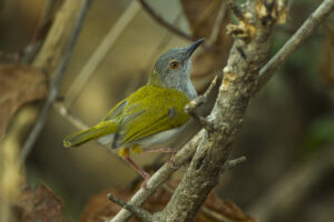 Green-backed Camaroptera