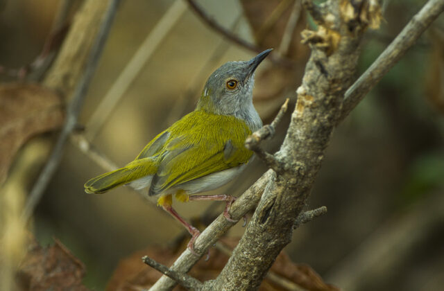 Green-backed Camaroptera