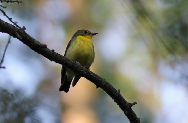 Green-backed Flycatcher