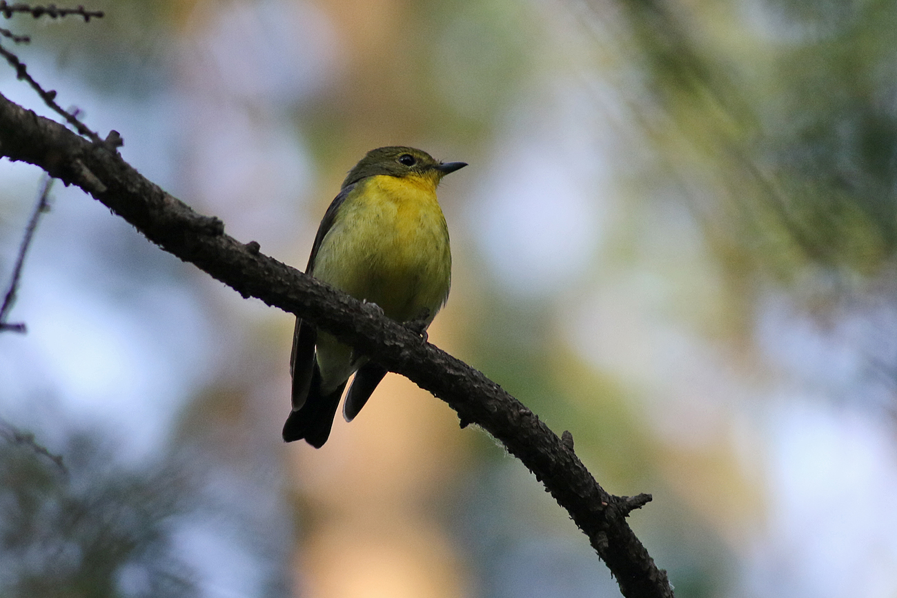 Green-backed Flycatcher