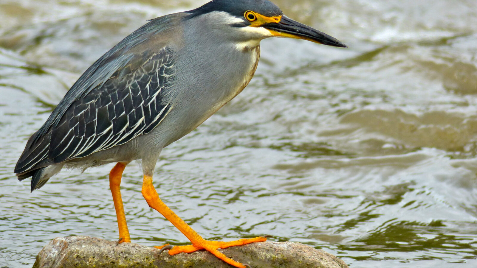 Little Heron