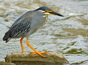 Little Heron