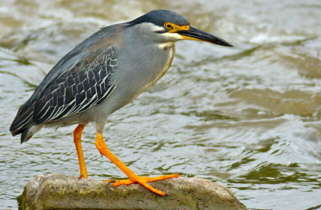 Little Heron