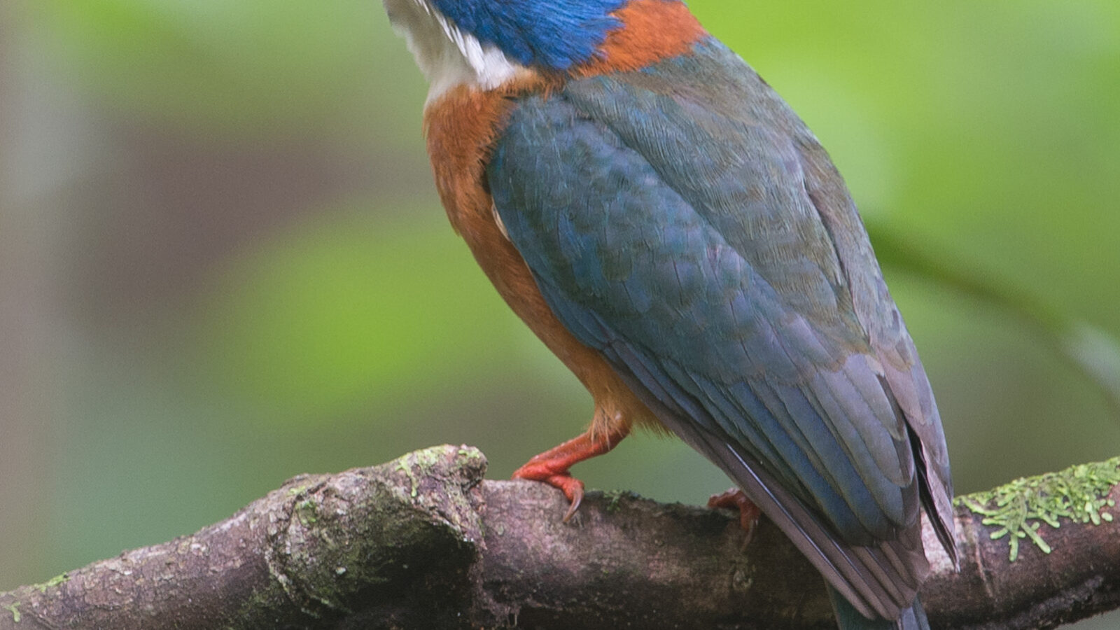 Green-backed Kingfisher