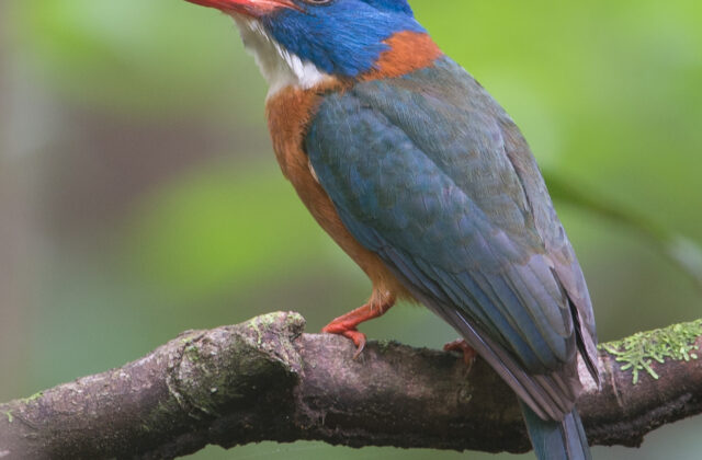 Green-backed Kingfisher