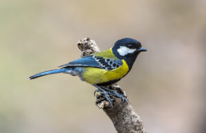 Green-backed Tit