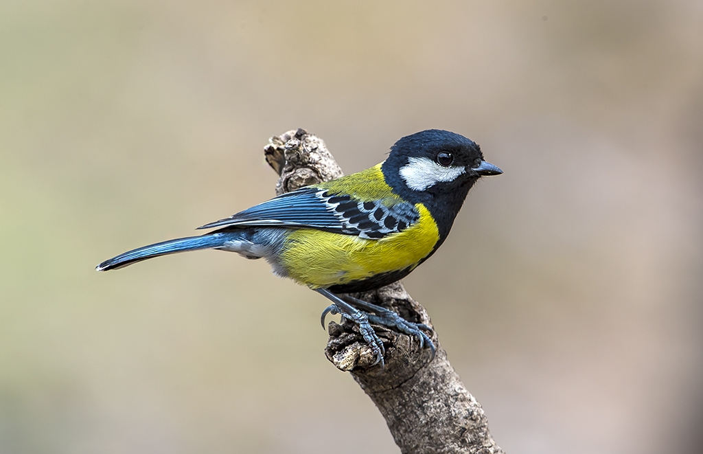 Green-backed Tit