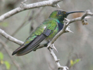 Green-breasted Mango