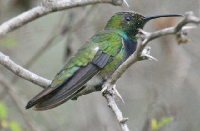 Green-breasted Mango