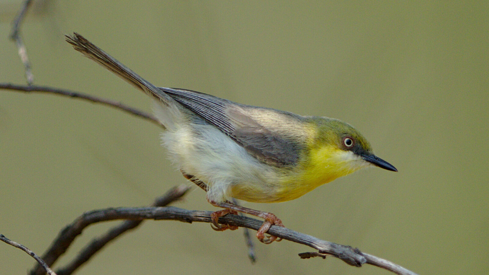 Green-capped Eremomela