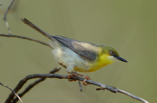 Green-capped Eremomela