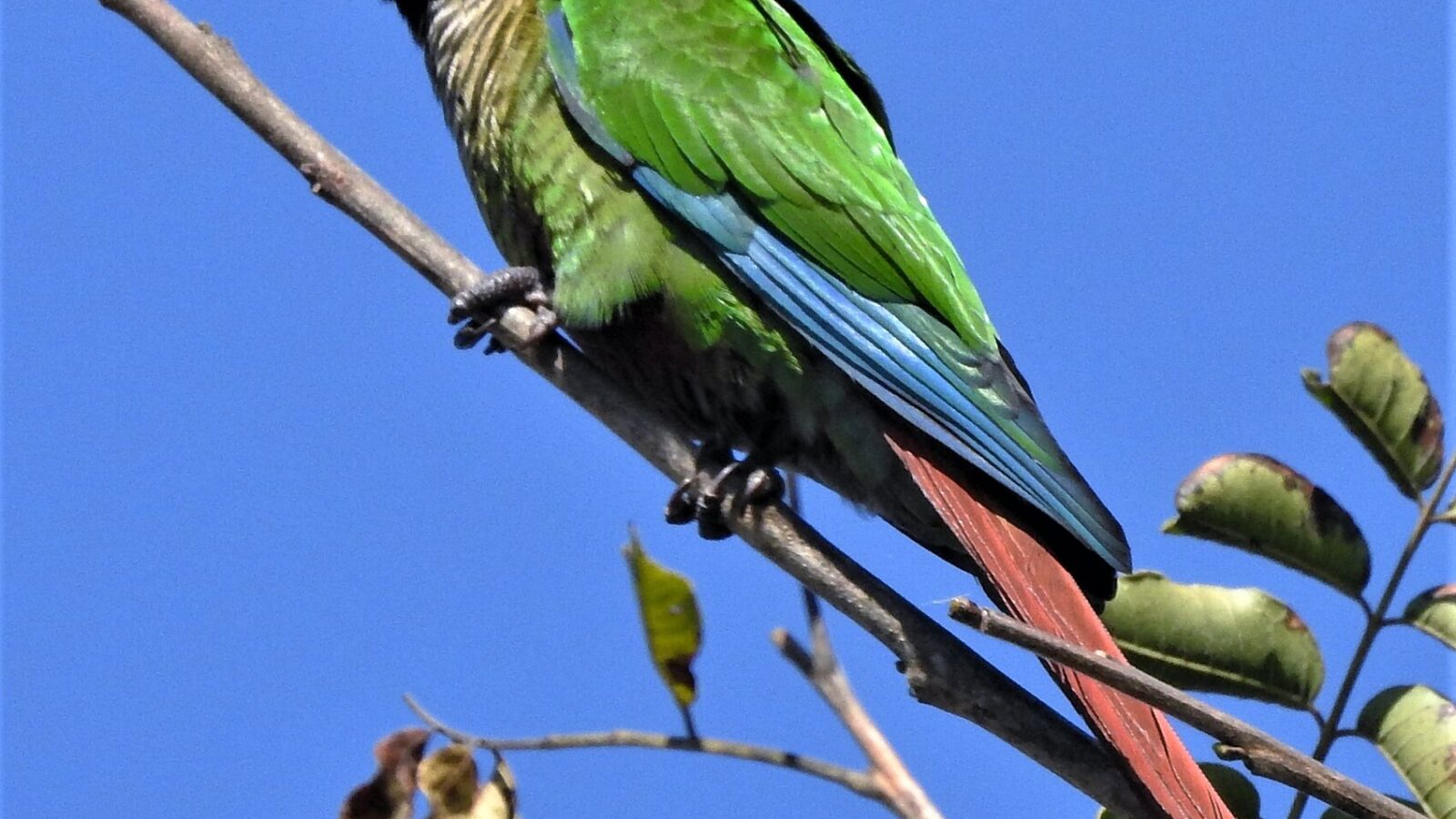 Green-cheeked Parakeet