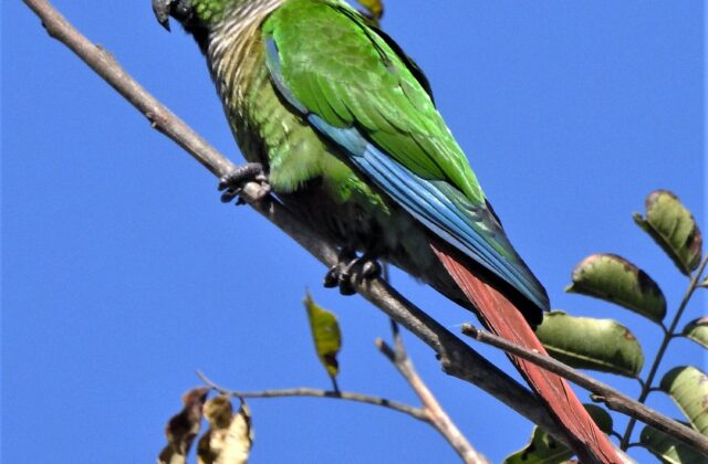 Green-cheeked Parakeet