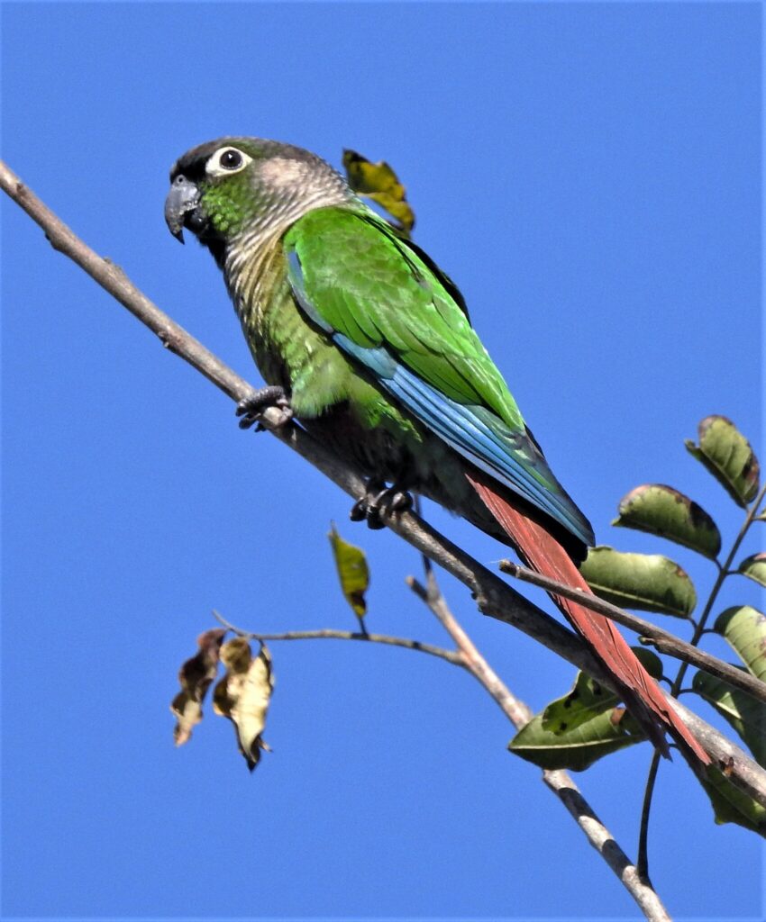 Green-cheeked Parakeet