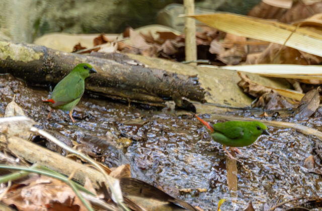 Green-faced Parrotfinch