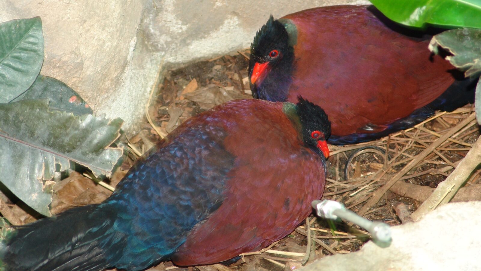 Pheasant Pigeon