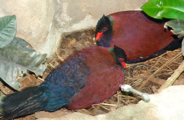 Pheasant Pigeon