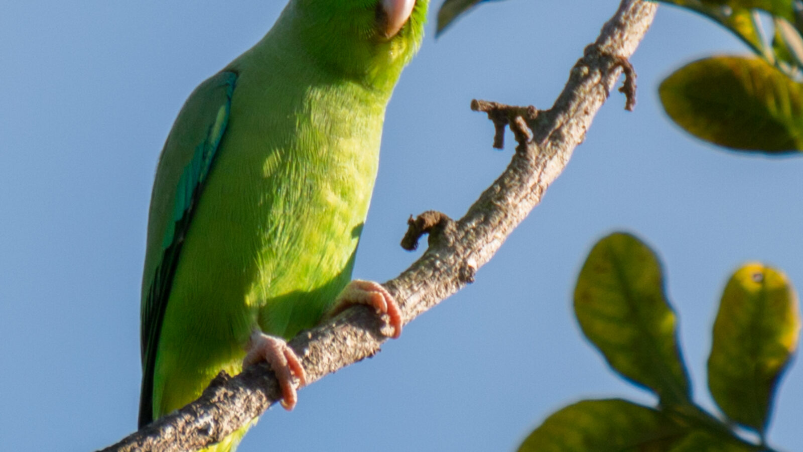 Green-rumped Parrotlet