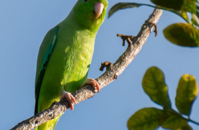 Green-rumped Parrotlet