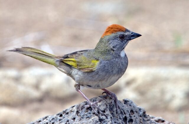 Green-tailed Towhee
