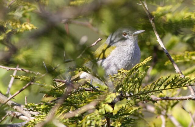 Green-tailed Warbler