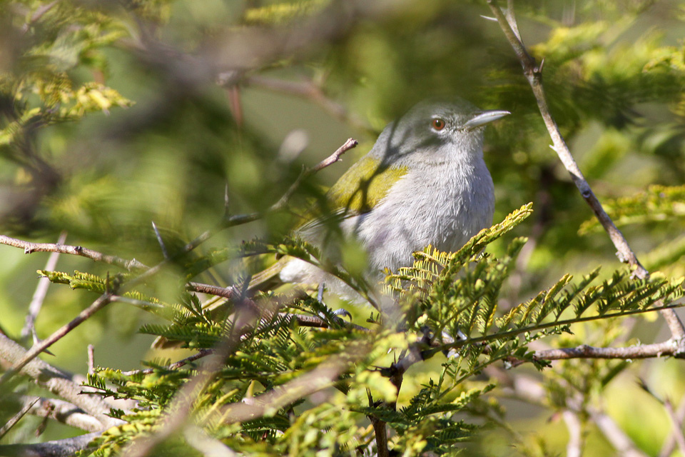 Green-tailed Warbler