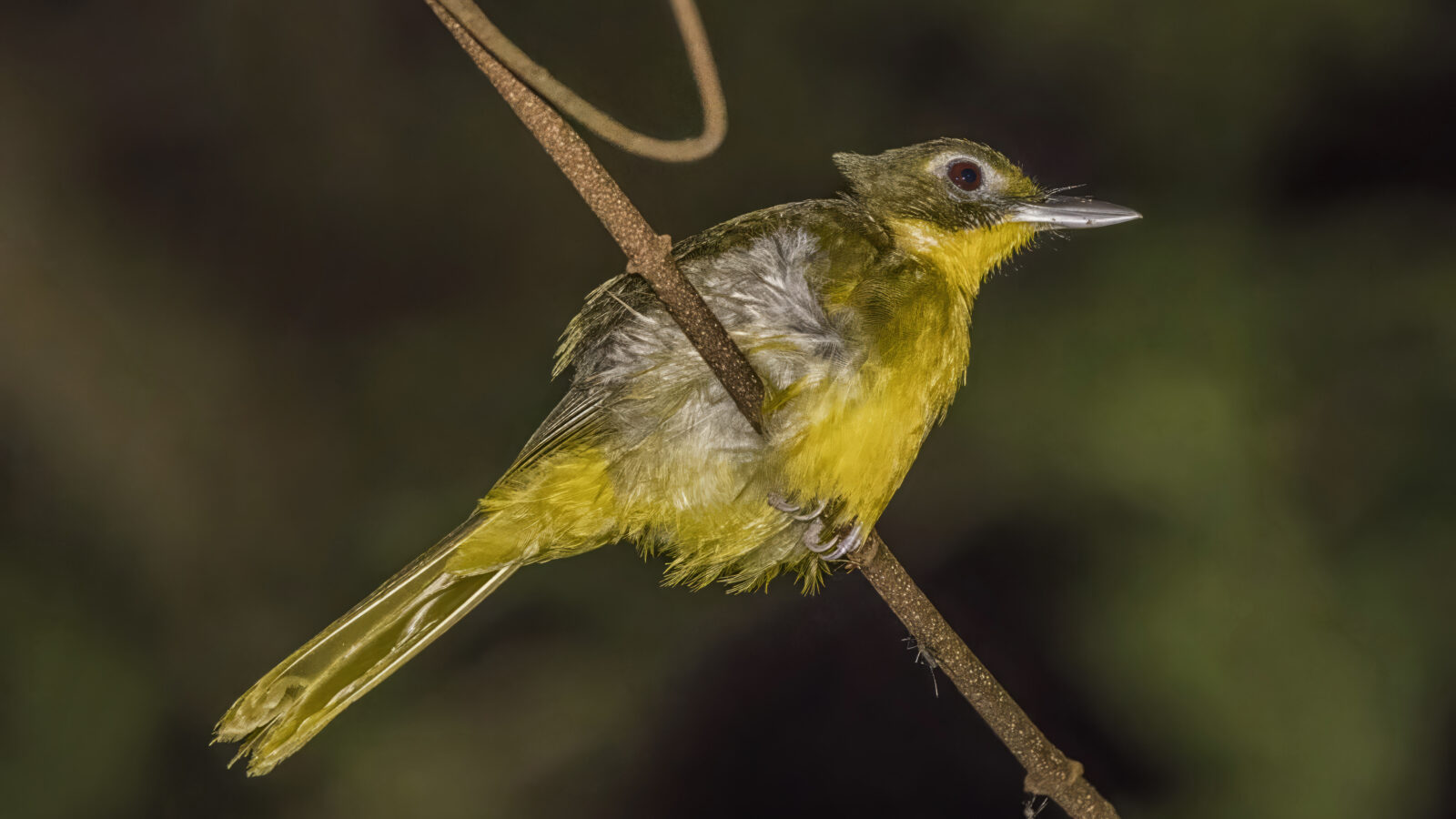 Green-tailed Bristlebill