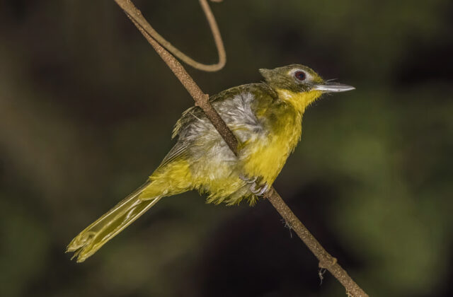 Green-tailed Bristlebill