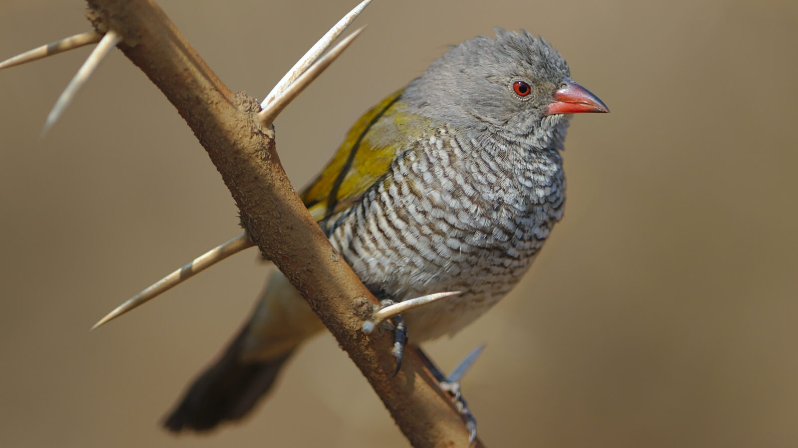 Green-winged Pytilia
