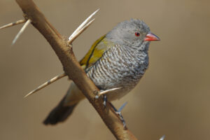 Green-winged Pytilia
