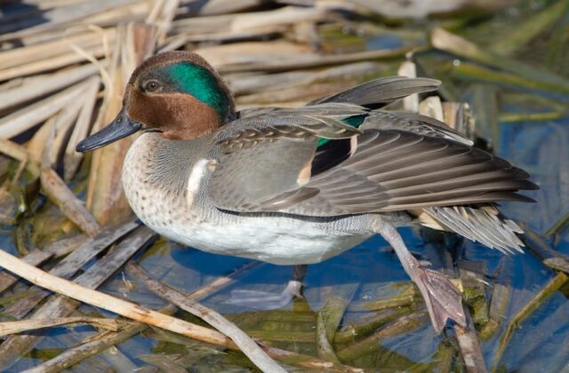 Green-winged Teal