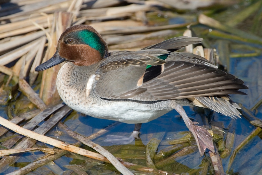 Green-winged Teal