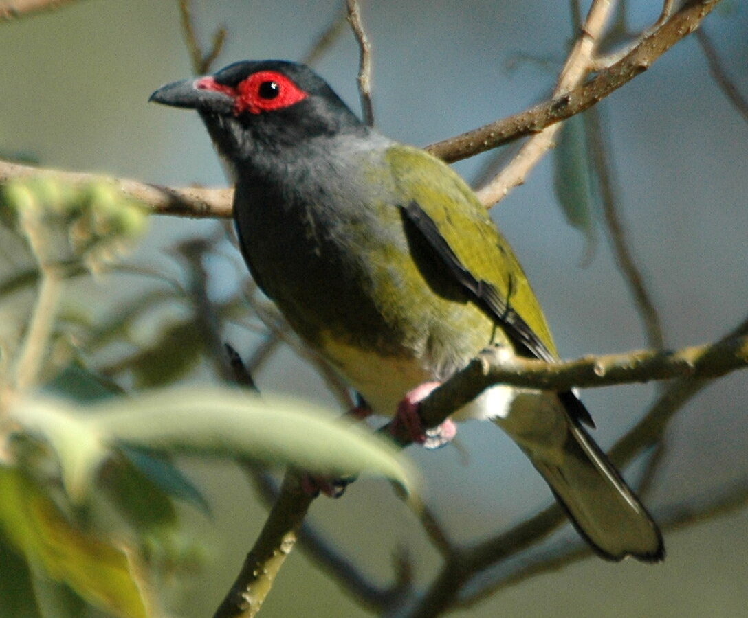 Australasian Figbird