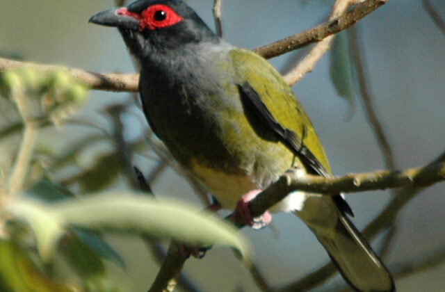 Australasian Figbird
