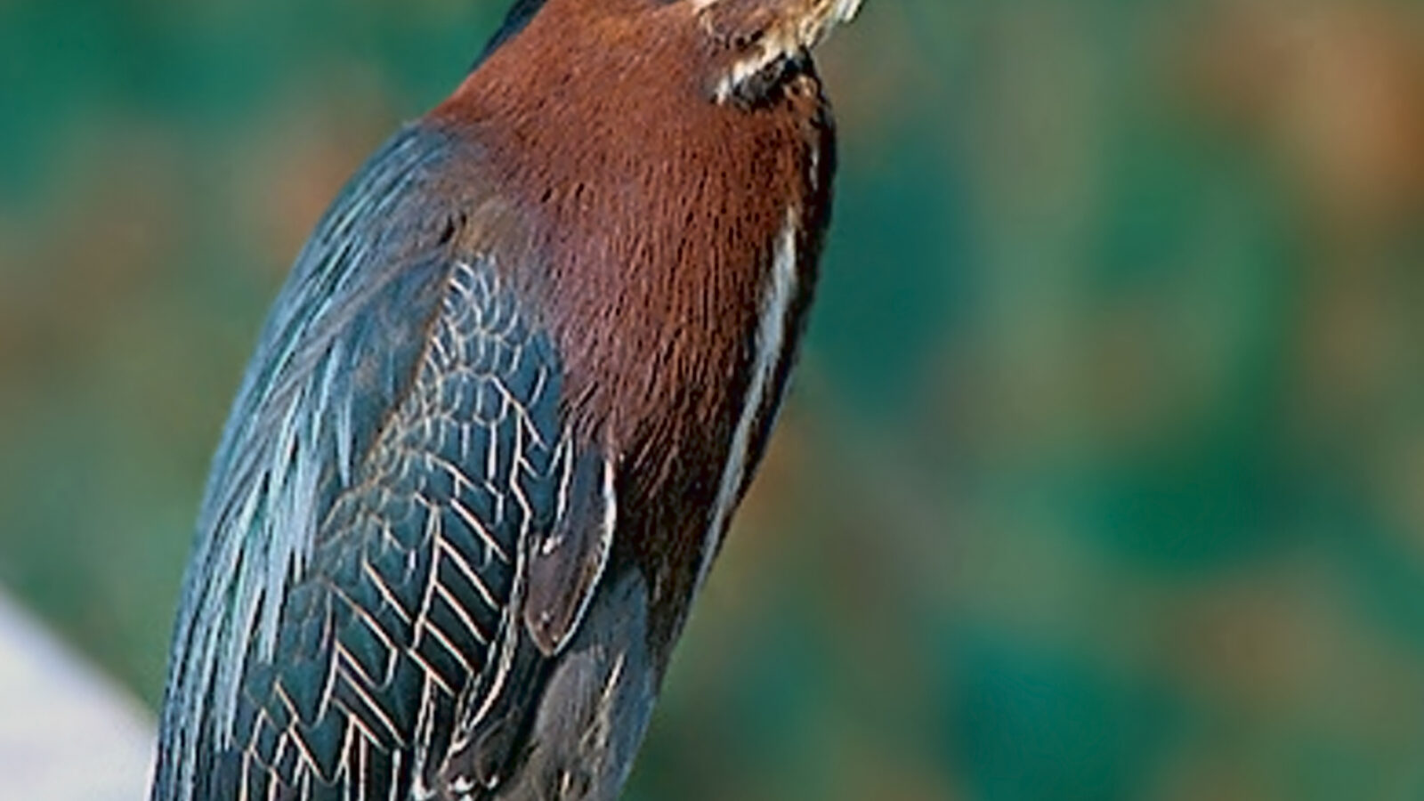 Green Heron