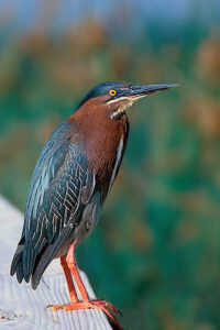 Green Heron