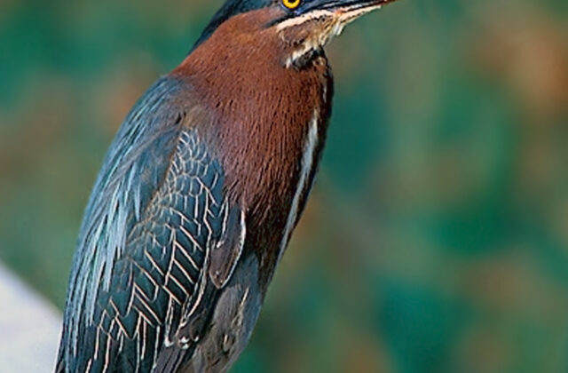 Green Heron