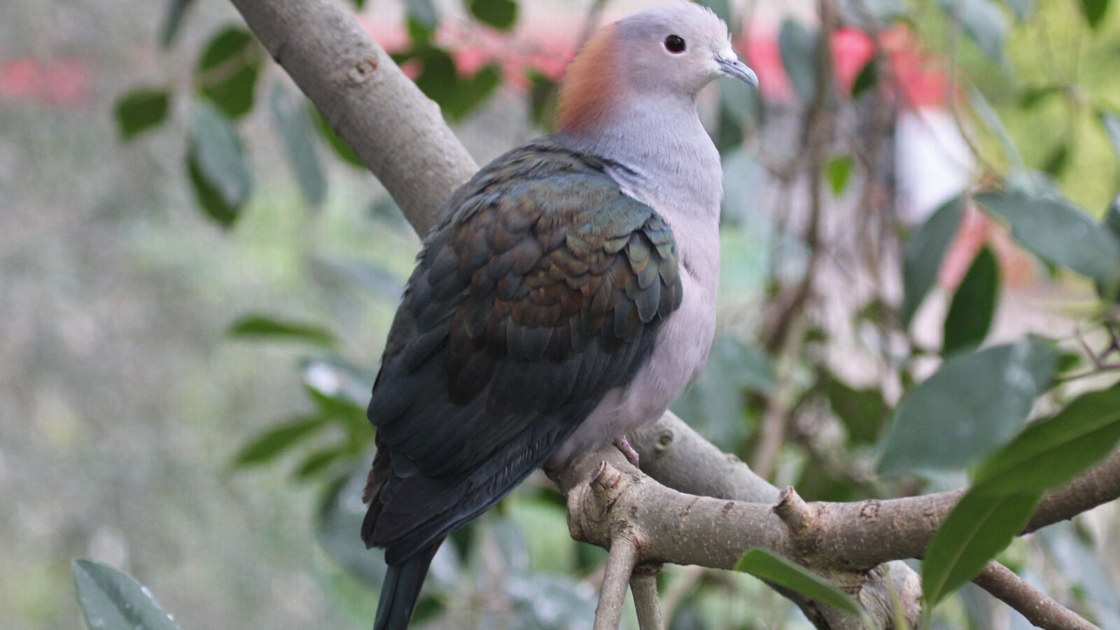 Green Imperial Pigeon
