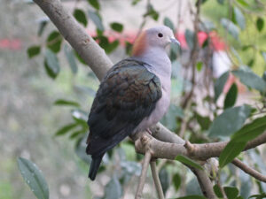 Green Imperial Pigeon