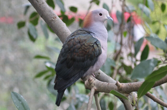 Green Imperial Pigeon