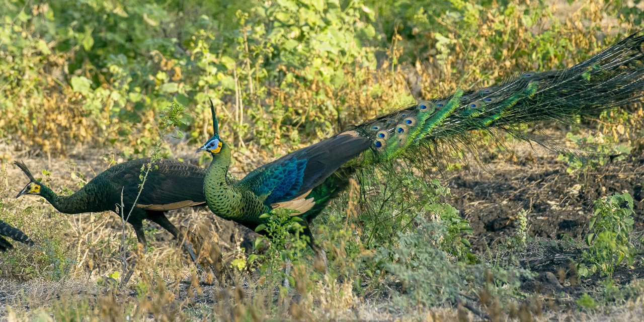 Green Peafowl
