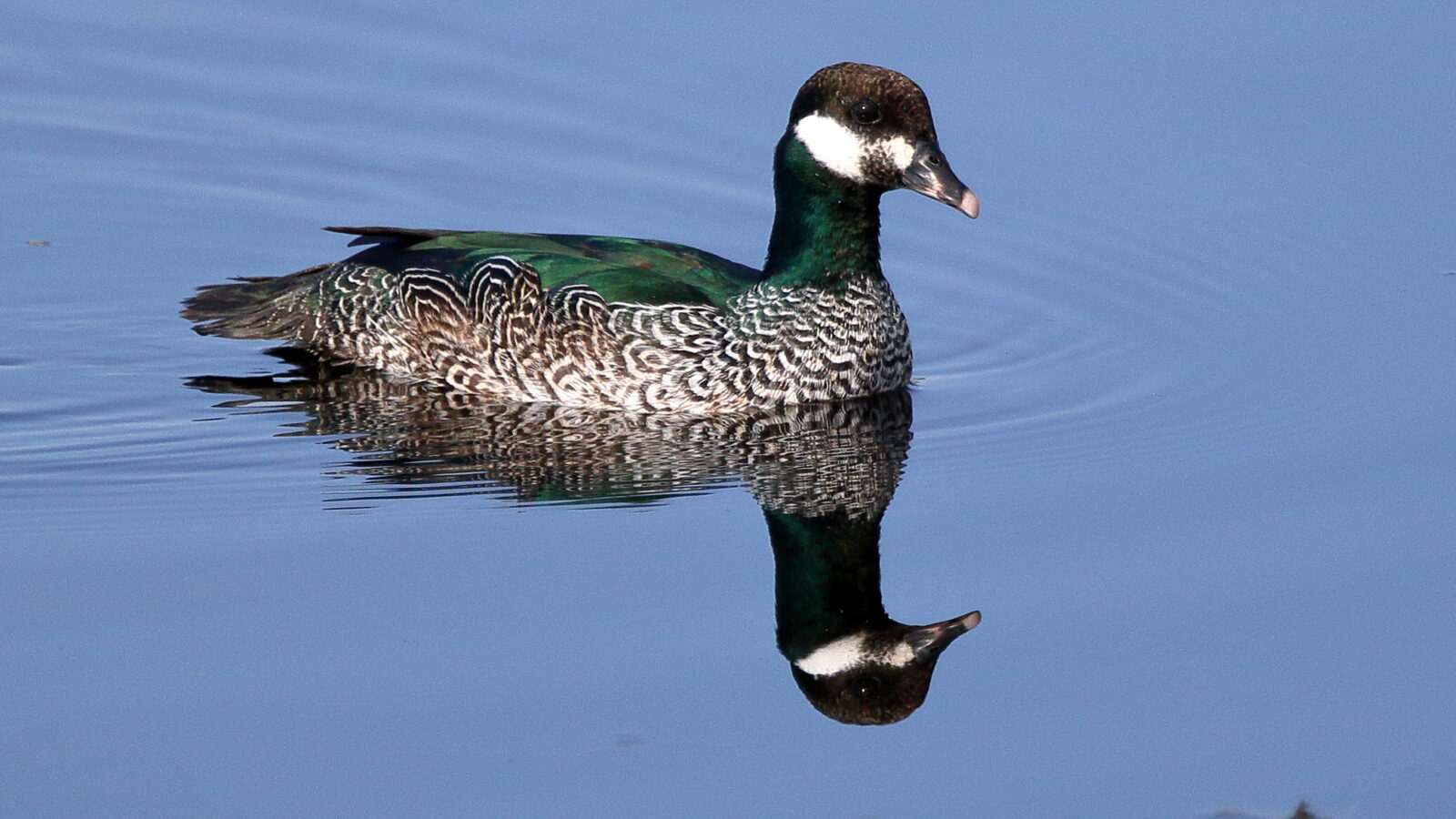 Green Pygmy Goose