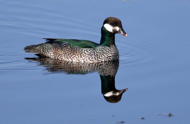 Green Pygmy Goose