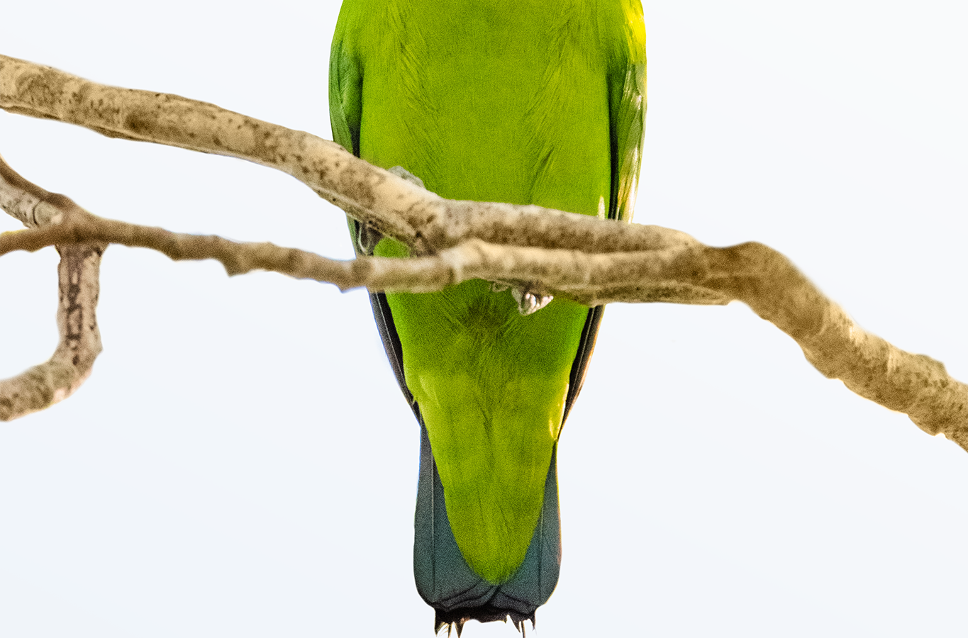 Green Racket-tail