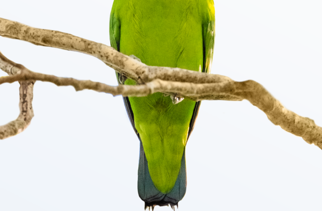 Green Racket-tail