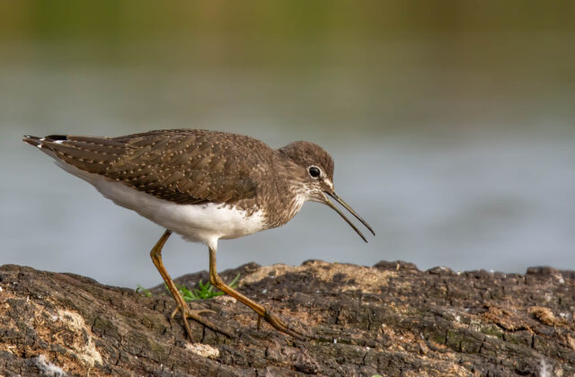 Green Sandpiper