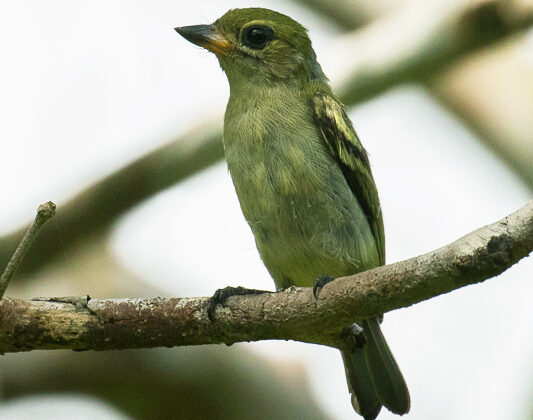 Green Tinkerbird